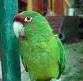 intelligent and adorable parrots avelable